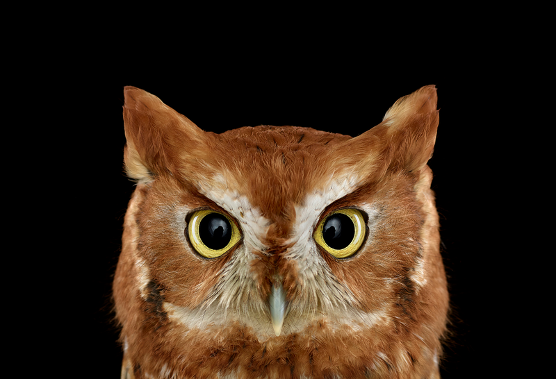 Illustration for article titled Take A Moment To Marvel At These Unusually Intimate Owl Portraits